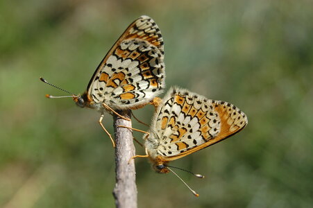 Nymphalidae-Nymphalinae-Melitaeini-Melitaea phoebe-Gagnières, 000457