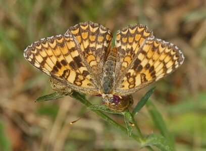 Nymphalidae-Nymphalinae-Melitaeini-Melitaea phoebe-Gagnières, 000546a