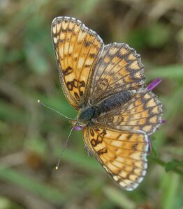 Nymphalidae-Nymphalinae-Melitaeini-Melitaea phoebe-Gagnières, 000737