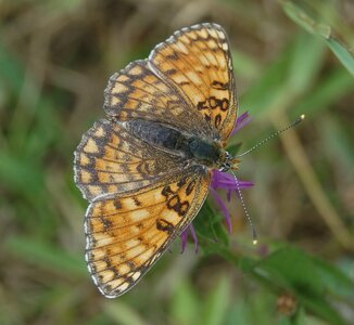 Nymphalidae-Nymphalinae-Melitaeini-Melitaea phoebe-Gagnières, 000742a