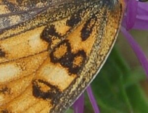 Nymphalidae-Nymphalinae-Melitaeini-Melitaea phoebe-Gagnières, 000742a4