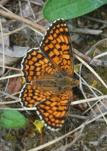Nymphalidae-Nymphalinae-Melitaeini-Melitaea phoebe-Gagnières, BDSC_0052