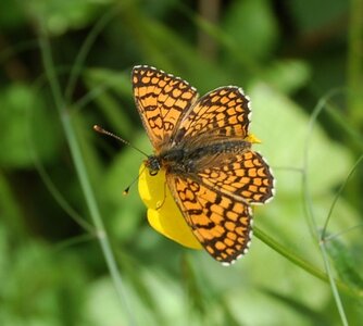 Nymphalidae-Nymphalinae-Melitaeini-Melitaea phoebe-Gagnières, DSC_0005
