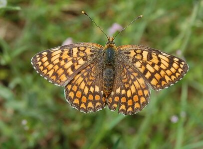 Nymphalidae-Nymphalinae-Melitaeini-Melitaea phoebe-Gagnières, DSC_0019a