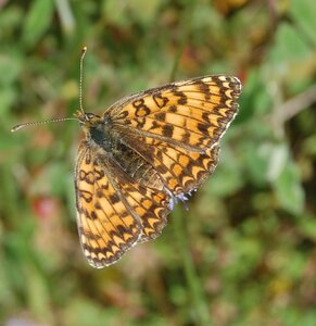 Nymphalidae-Nymphalinae-Melitaeini-Melitaea phoebe-Gagnières, DSC_0043a