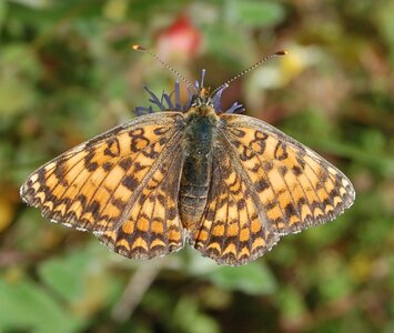 Nymphalidae-Nymphalinae-Melitaeini-Melitaea phoebe-Gagnières, DSC_0045a
