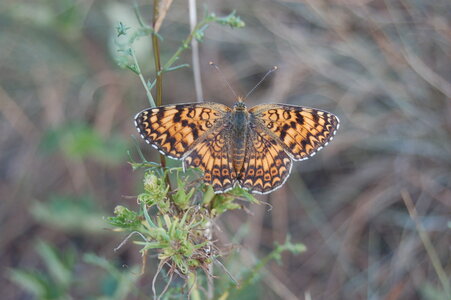 Nymphalidae-Nymphalinae-Melitaeini-Melitaea phoebe-Gagnières, DSC_0216