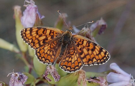 Nymphalidae-Nymphalinae-Melitaeini-Melitaea phoebe-Gagnières, DSC_0254