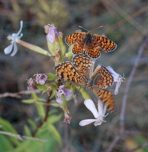 Nymphalidae-Nymphalinae-Melitaeini-Melitaea phoebe-Gagnières, DSC_0258
