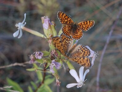Nymphalidae-Nymphalinae-Melitaeini-Melitaea phoebe-Gagnières, DSC_0260