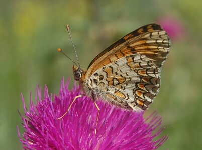 Nymphalidae-Nymphalinae-Melitaeini-Melitaea phoebe-Gagnières, DSC_0326a