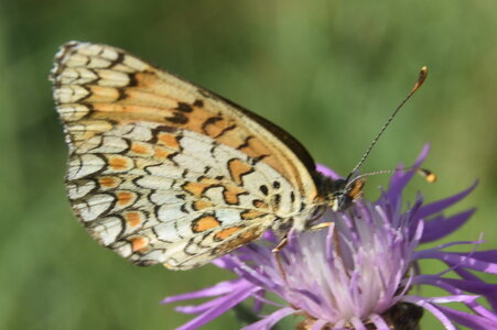 Nymphalidae-Nymphalinae-Melitaeini-Melitaea phoebe-Gagnières, DSC_0384