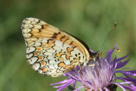 Nymphalidae-Nymphalinae-Melitaeini-Melitaea phoebe-Gagnières, DSC_0386