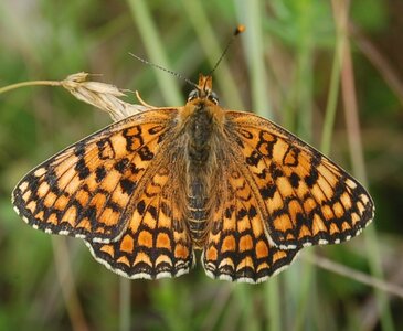 Nymphalidae-Nymphalinae-Melitaeini-Melitaea phoebe-Gagnières, DSC_0391A