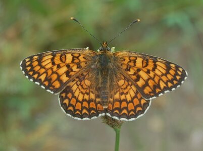Nymphalidae-Nymphalinae-Melitaeini-Melitaea phoebe-Gagnières, DSC_0394a