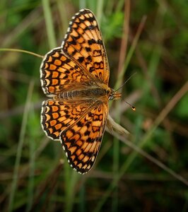 Nymphalidae-Nymphalinae-Melitaeini-Melitaea phoebe-Gagnières, DSC_0395A