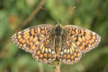 Nymphalidae-Nymphalinae-Melitaeini-Melitaea phoebe-Gagnières, DSC_0400