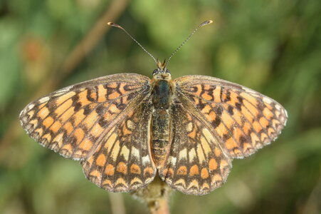 Nymphalidae-Nymphalinae-Melitaeini-Melitaea phoebe-Gagnières, DSC_0401