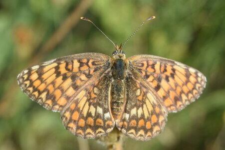 Nymphalidae-Nymphalinae-Melitaeini-Melitaea phoebe-Gagnières, DSC_0403