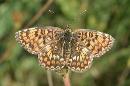 Nymphalidae-Nymphalinae-Melitaeini-Melitaea phoebe-Gagnières, DSC_0407