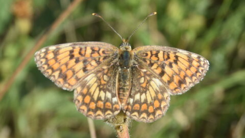 Nymphalidae-Nymphalinae-Melitaeini-Melitaea phoebe-Gagnières, DSC_0410