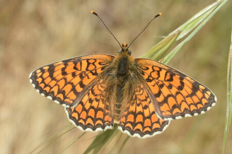 Nymphalidae-Nymphalinae-Melitaeini-Melitaea phoebe-Gagnières, DSC_0414