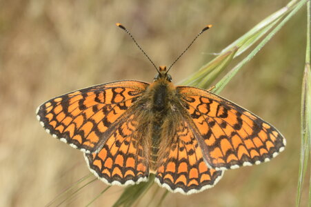 Nymphalidae-Nymphalinae-Melitaeini-Melitaea phoebe-Gagnières, DSC_0415