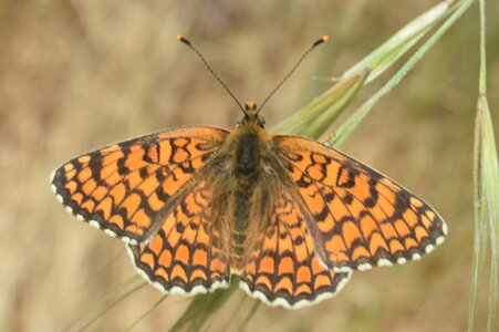 Nymphalidae-Nymphalinae-Melitaeini-Melitaea phoebe-Gagnières, DSC_0418