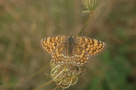 Nymphalidae-Nymphalinae-Melitaeini-Melitaea phoebe-Gagnières, DSC_0421