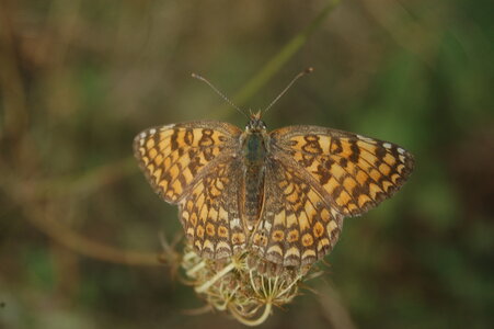 Nymphalidae-Nymphalinae-Melitaeini-Melitaea phoebe-Gagnières, DSC_0425