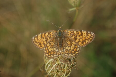 Nymphalidae-Nymphalinae-Melitaeini-Melitaea phoebe-Gagnières, DSC_0428