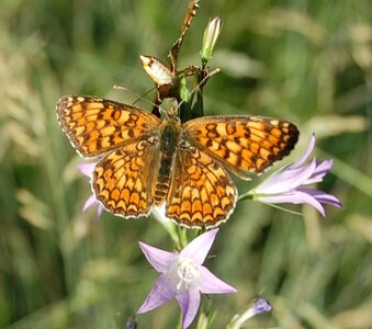 Nymphalidae-Nymphalinae-Melitaeini-Melitaea phoebe-Gagnières, DSC_0438