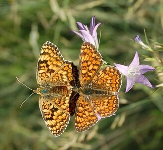 Nymphalidae-Nymphalinae-Melitaeini-Melitaea phoebe-Gagnières, DSC_0443  2 
