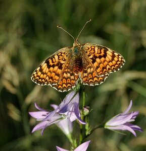 Nymphalidae-Nymphalinae-Melitaeini-Melitaea phoebe-Gagnières, DSC_0450