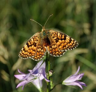 Nymphalidae-Nymphalinae-Melitaeini-Melitaea phoebe-Gagnières, DSC_0451