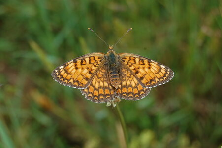 Nymphalidae-Nymphalinae-Melitaeini-Melitaea phoebe-Gagnières, DSC_0517