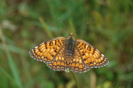 Nymphalidae-Nymphalinae-Melitaeini-Melitaea phoebe-Gagnières, DSC_0531