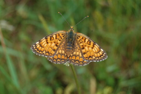 Nymphalidae-Nymphalinae-Melitaeini-Melitaea phoebe-Gagnières, DSC_0535