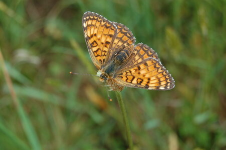 Nymphalidae-Nymphalinae-Melitaeini-Melitaea phoebe-Gagnières, DSC_0538