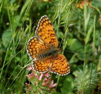 Nymphalidae-Nymphalinae-Melitaeini-Melitaea phoebe-Gagnières, DSC_0562