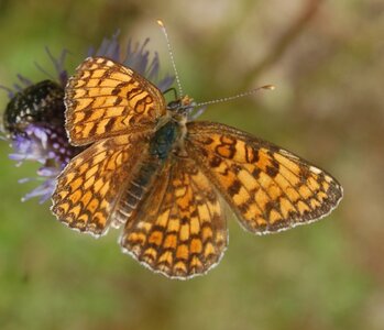 Nymphalidae-Nymphalinae-Melitaeini-Melitaea phoebe-Gagnières, DSC_0826A
