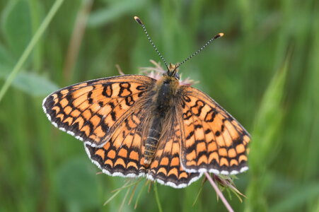 Nymphalidae-Nymphalinae-Melitaeini-Melitaea phoebe-Gagnières, DSC_0863