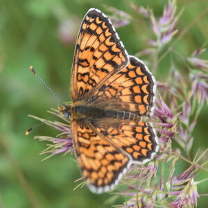 Nymphalidae-Nymphalinae-Melitaeini-Melitaea phoebe-Gagnières, DSC_0865
