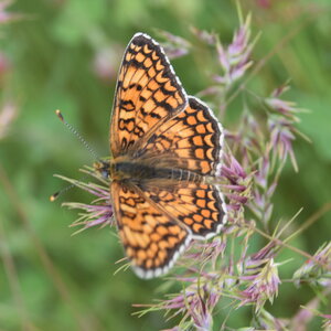 Nymphalidae-Nymphalinae-Melitaeini-Melitaea phoebe-Gagnières, DSC_0866