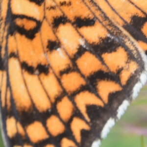 Nymphalidae-Nymphalinae-Melitaeini-Melitaea phoebe-Gagnières, DSC_0869