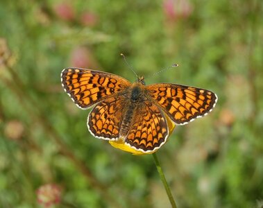 Nymphalidae-Nymphalinae-Melitaeini-Melitaea phoebe-Gagnières, DSC_0871  2 