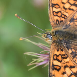 Nymphalidae-Nymphalinae-Melitaeini-Melitaea phoebe-Gagnières, DSC_0872