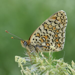 Nymphalidae-Nymphalinae-Melitaeini-Melitaea phoebe-Gagnières, DSC_0874