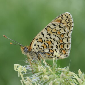 Nymphalidae-Nymphalinae-Melitaeini-Melitaea phoebe-Gagnières, DSC_0875