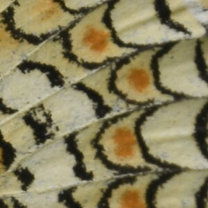 Nymphalidae-Nymphalinae-Melitaeini-Melitaea phoebe-Gagnières, DSC_0877